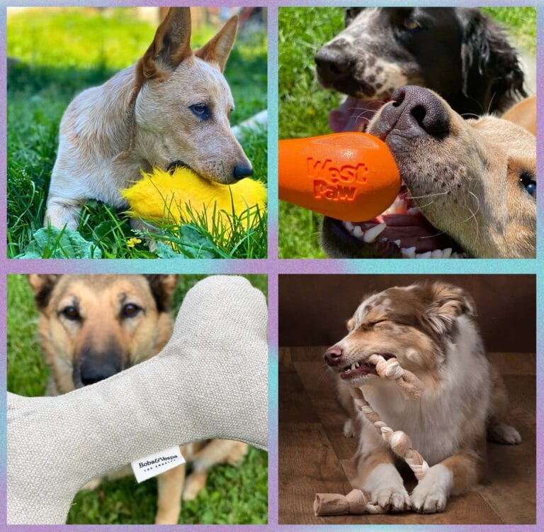 A collage of various sustainable dogs that have been tested and photographed by Sustainable Jungle
