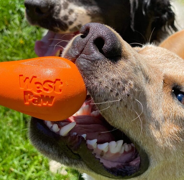Dog chewing an orange West Paw toy outside, an example of durable eco-friendly pet products made from recycled materials.