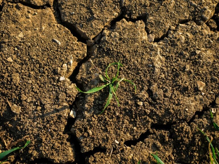 Cuidando el terreno de práctica - Triciclo: The Buddhist Review