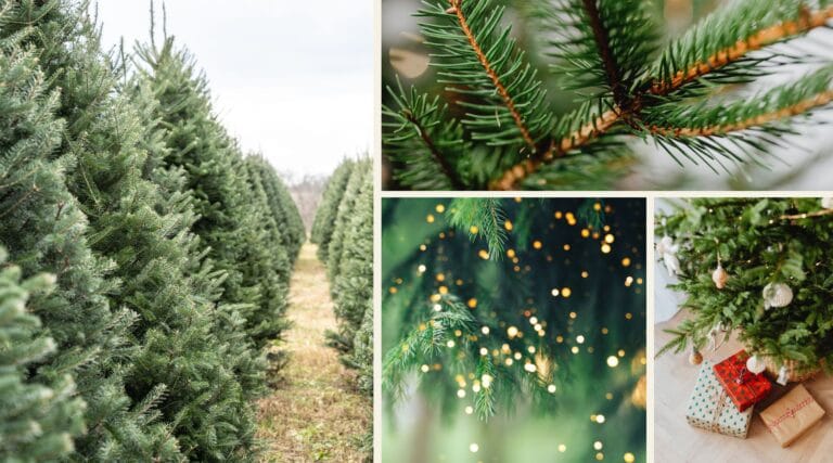 Collage of Christmas Tree Options for Sustainable Jungle's Guide to: What is the most sustainable christmas tree?