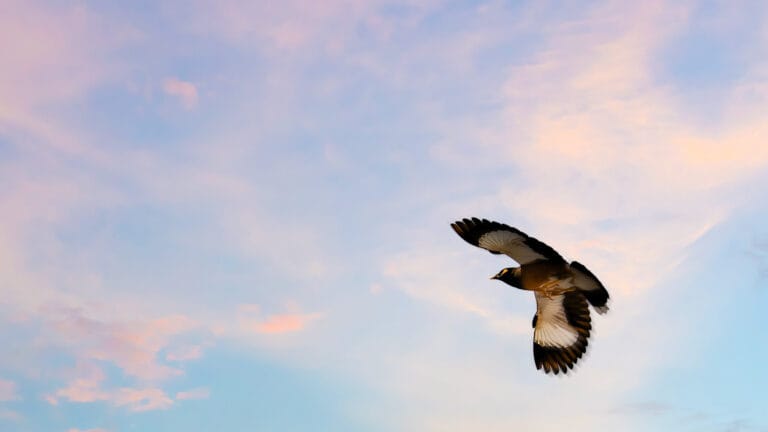 a common myna bird flying in sunset sky