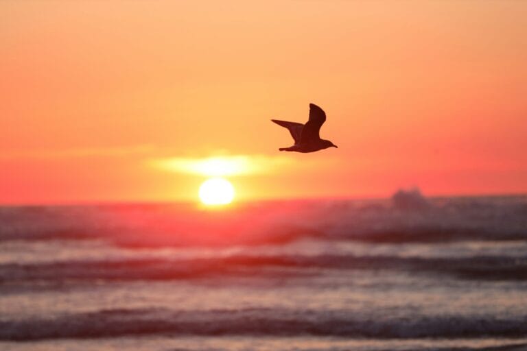 Viniendo de la gratitud - Triciclo: The Buddhist Review