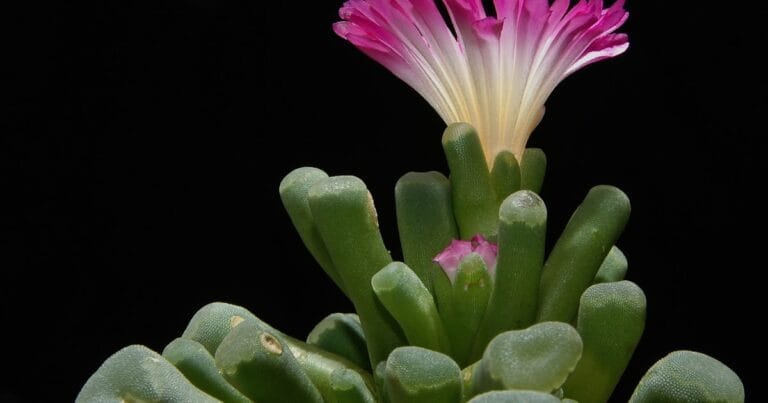 ¿Espíritu? ¿Cómo? ¡Viva la vida en la eternidad ahora!: ¿Qué es la adoración verdadera?