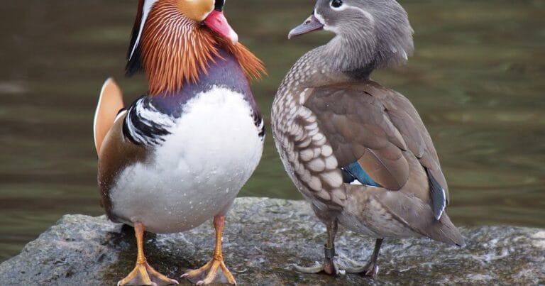 ¿Qué hay en el jardín de tu mente?
