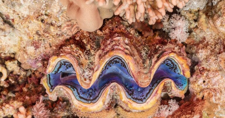 ¿Quién es el único Dios verdadero?