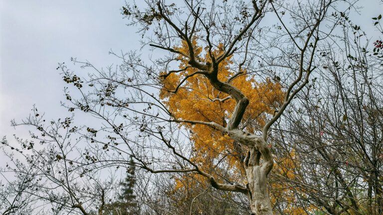 '1 de enero' - Triciclo: The Buddhist Review