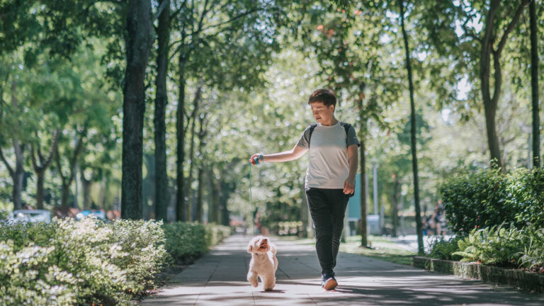 a person walking their dog in a path with trees.