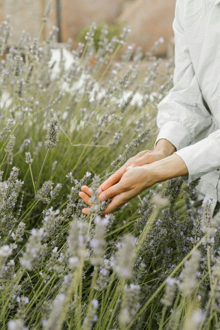 A person wearing a white long-sleeve shirt gently touches lavender stems in a field.