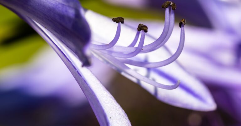 ¿Cuál debería ser tu objetivo en la vida real?