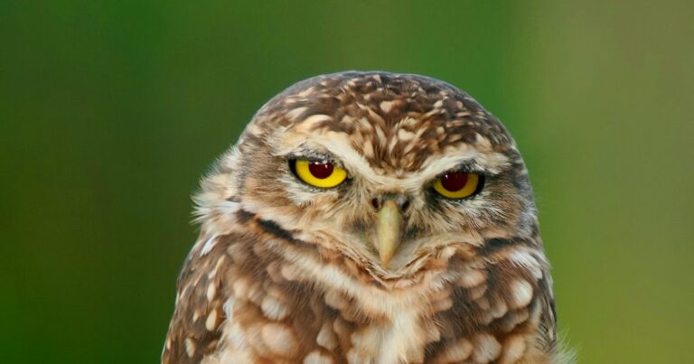 ¿Por qué los tiempos pasados ​​eran mejores?