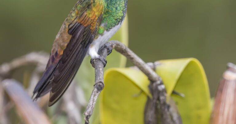 ¿Qué no altera la purgación espiritual?