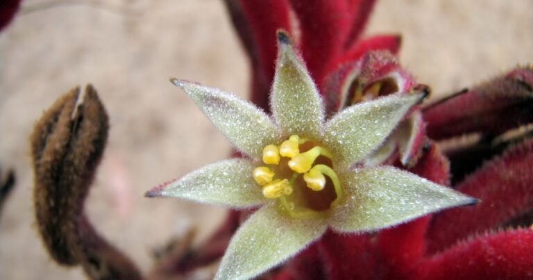 ¿Qué participa de las cualidades de su Creador?