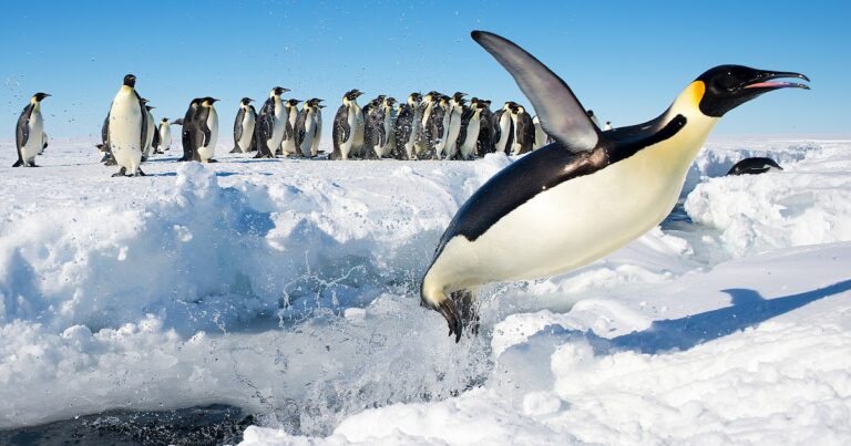 ¿Cuál es la revelación de la gloria de Dios?