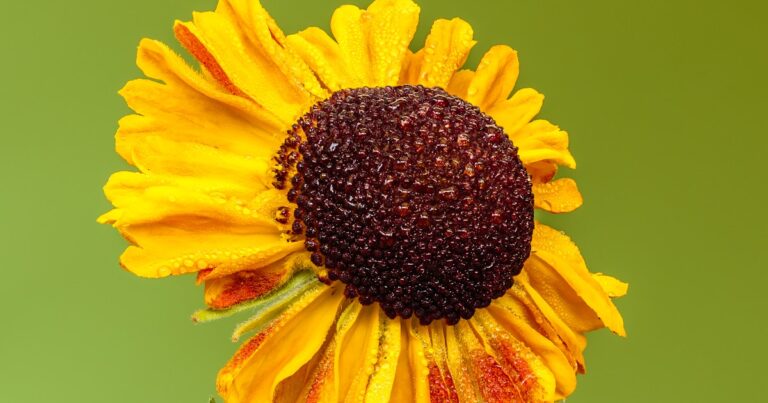 ¿Qué es la multiforme presencia de Dios?