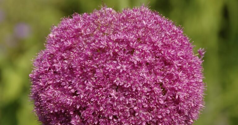 ¿Qué trae felicidad en el jardín?
