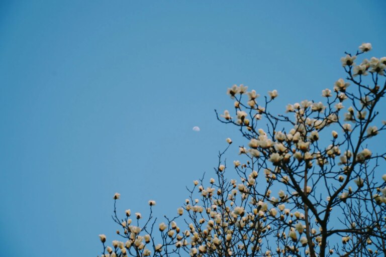 Investigación Dzogchen - Triciclo: The Buddhist Review