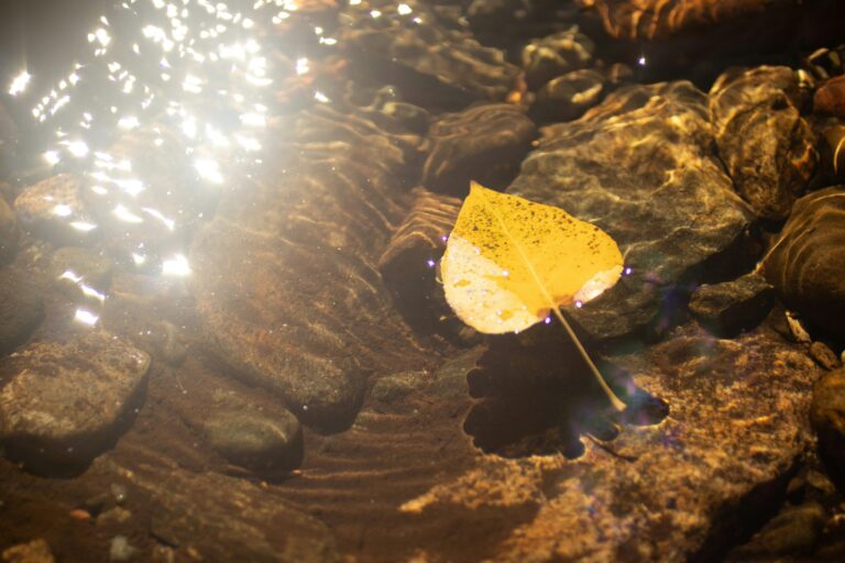 La naturaleza fluida de ser amable