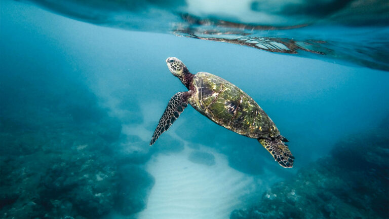La sabiduría de los animales | rugido del león