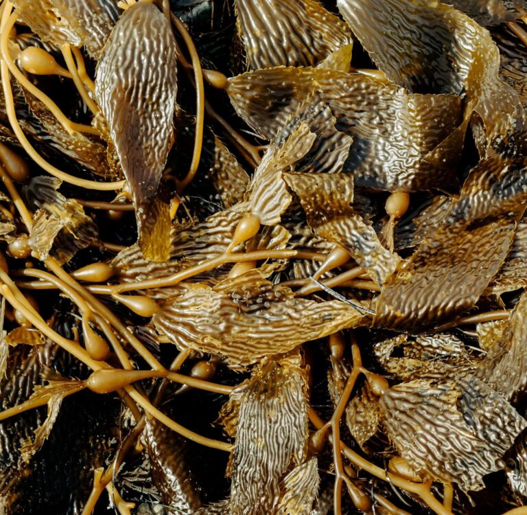 Close-up of brown kelp seaweed with textured blades and bulbous air bladders, the raw marine plant harvested to produce sustainable seaweed fabric.