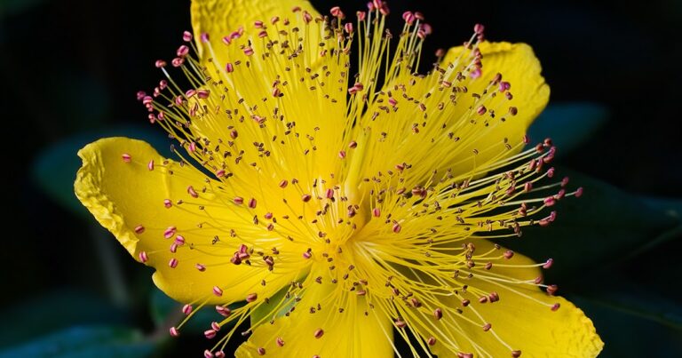 ¿Cuál es el estándar de perfección de Dios?