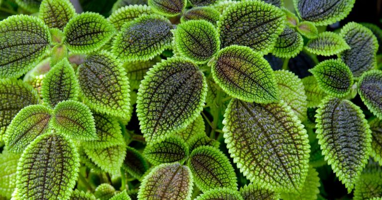 ¿Dios cuida de todo?