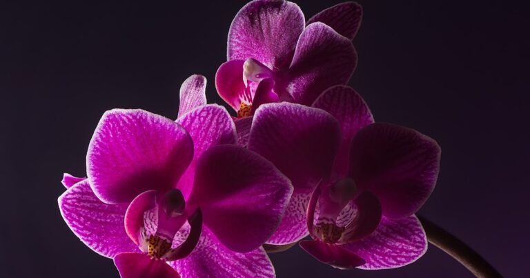 ¿Hay envidia o celos ahí?