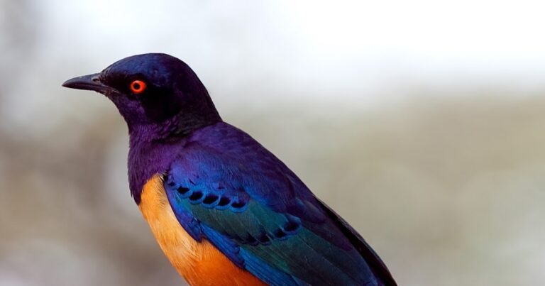 ¿Qué está abierto a la vista de un espíritu?