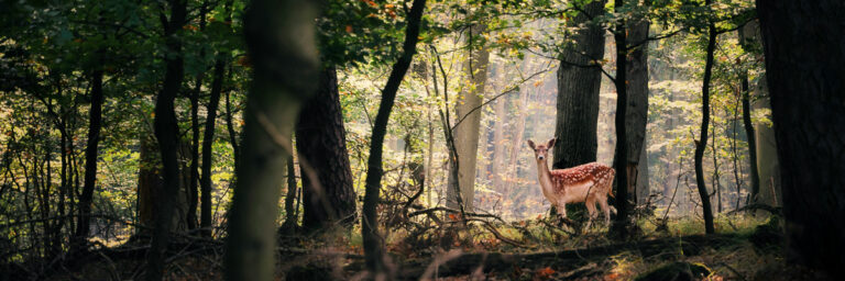 For Love of the Earth