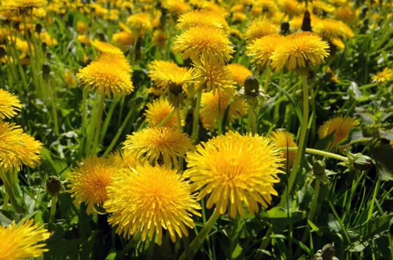 Foraging Weeds - Tricycle: The Buddhist Review