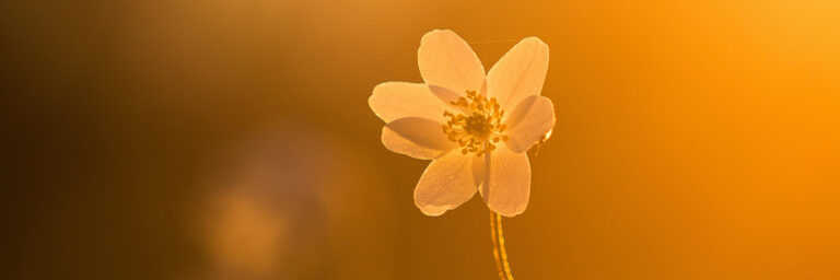 La Esperanza de la Resurrección — Centro para la Acción y la Contemplación The Easter Story