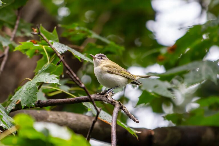 La mente del observador de aves