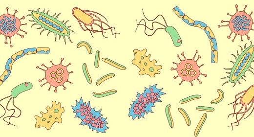 Un secreto para un envejecimiento saludable pueden ser los insectos en su microbioma Awaken