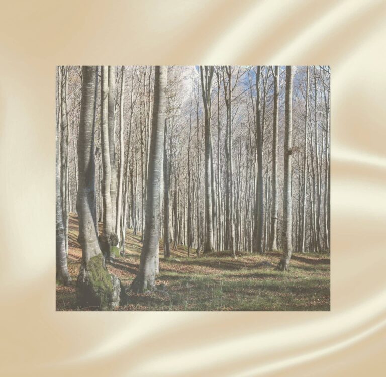 European beech tree forest with tall silvery trunks and dappled sunlight on a mossy floor, the sustainably harvested raw material used to make modal fabric, set against a background of silky modal material.