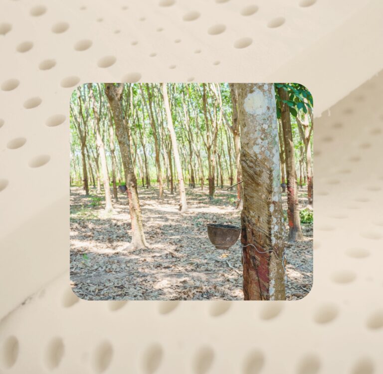 Natural latex rubber tree being tapped on a plantation, with a collection cup catching the milky sap, set against a background of organic latex foam showing its characteristic pinhole texture. Sustainable Jungle's Guide To Natural & Organic Latex
