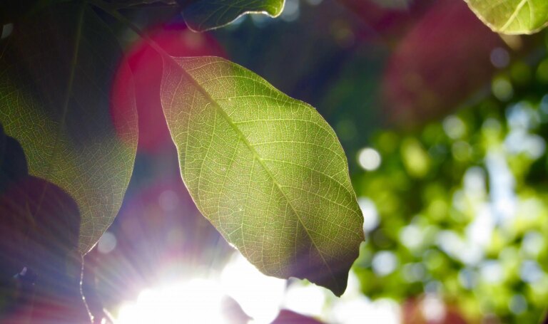 Sol y hojas verdes - Triciclo: The Buddhist Review