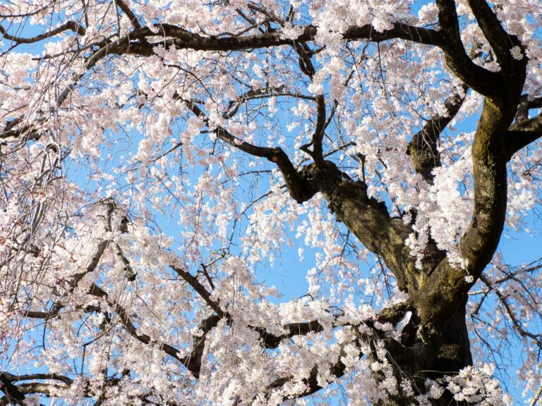 The Late-Blooming Splendor of Kōda Aya’s ‘Tree’