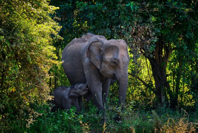 Buddhism and Environmental Law in Sri Lanka Buddhism and Environmental Law in Sri Lanka