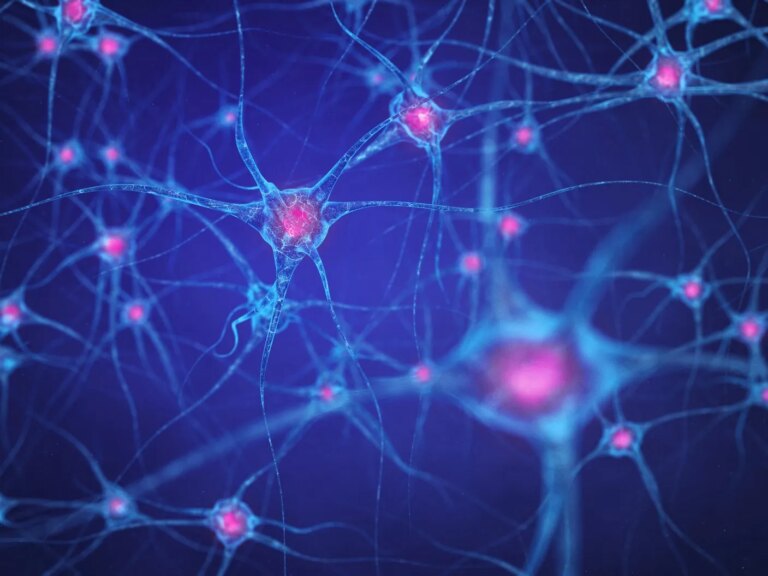 Buddhism and Somatic Experiencing by Beth Roth The Dharma of the Nervous System