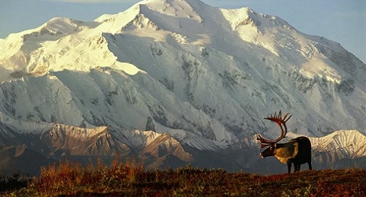 Diez razones por las que el Parque Nacional Denali debería estar en tu lista de deseos Awaken