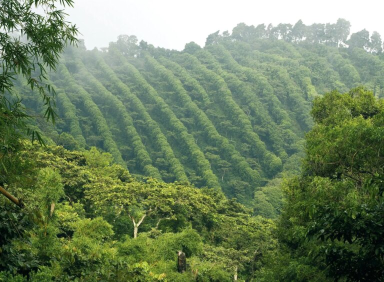 Mindfulness for Food Systems Transformation Mindfulness for Food Systems Transformation