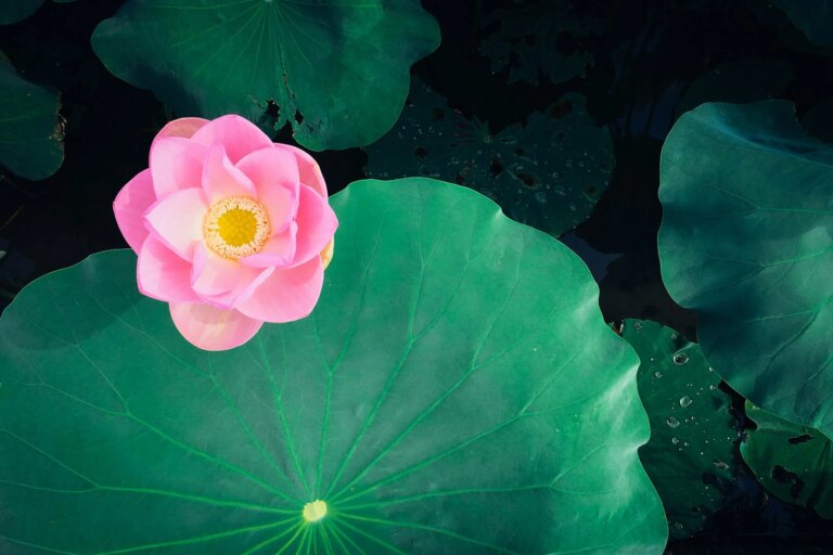 The Groundless Ground – Tricycle: The Buddhist Review The Groundless Ground - Tricycle: The Buddhist Review