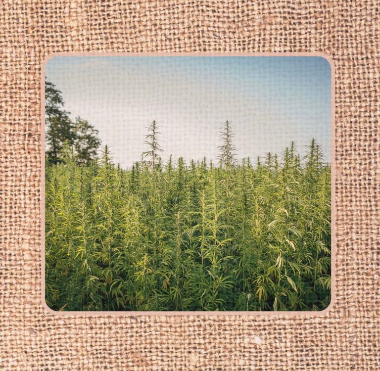 ¿Qué es la tela de cáñamo y es sostenible? Tall industrial hemp plants growing in a field, the natural fiber that hemp fabric is made from, framed by woven hemp burlap