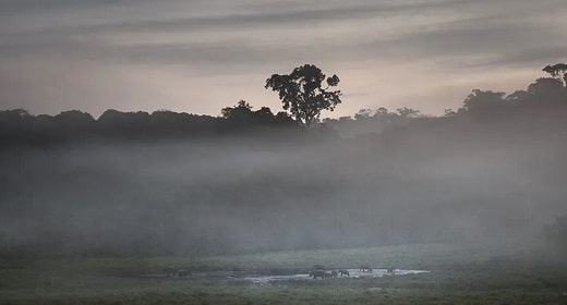 Cómo la selva africana está ayudando a combatir el cambio climático Awaken