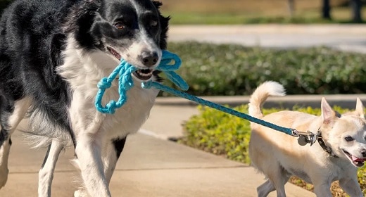 El entrenamiento que ayuda a tu perro a llevar una vida mejor Awaken