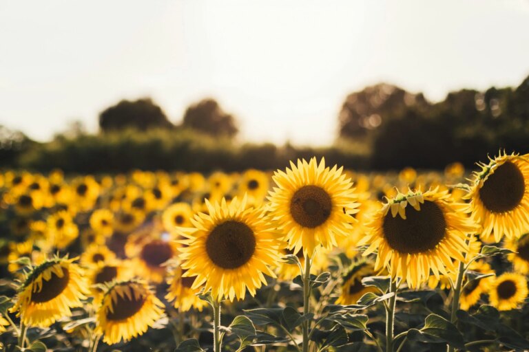 ‘Girasol salvaje’ de Lan Lan 'Girasol salvaje' de Lan Lan