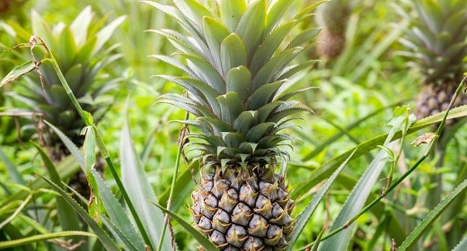 Is Pineapple Good For You — And the Planet? Awaken
