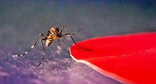 Para evitar las picaduras de mosquitos, use los colores adecuados Awaken