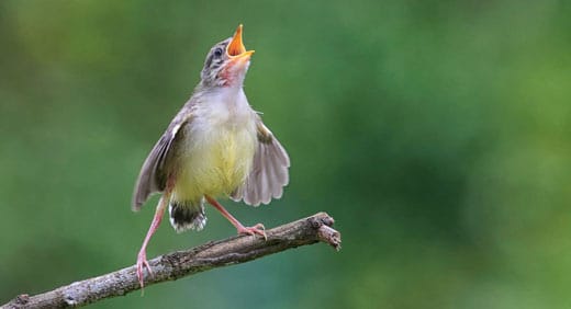 Sonidos salvajes: la pérdida de la diversidad sonora y por qué es importante Wild-sounds-awaken