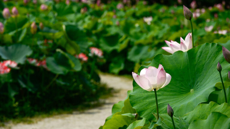 The Path of the Dharma Pink lotus flower blooming along winding garden path.