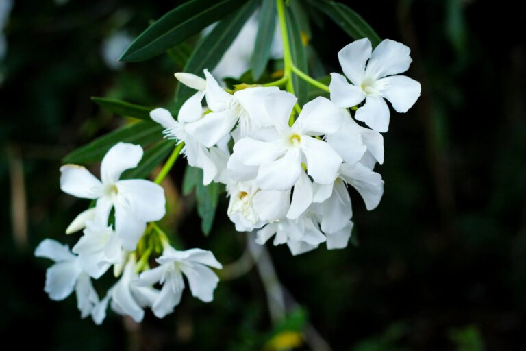 Sister Dang Nghiem on Grief and Learning to Die Each Day